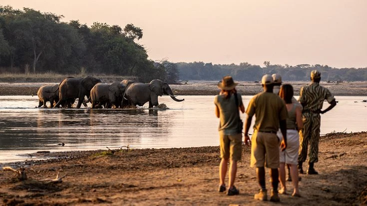 Guided walking safari in Zambia